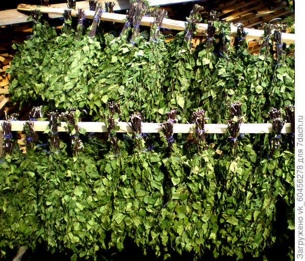 Заготовка веников