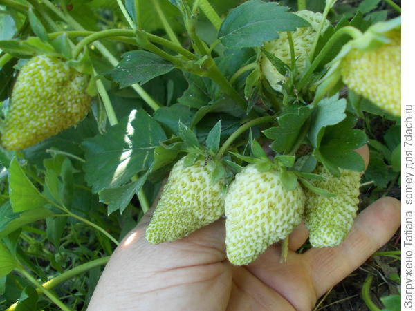 Поспевает Альбион.)))