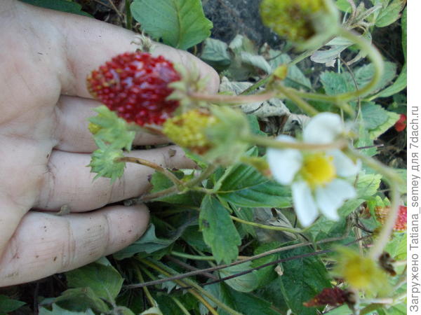 Мелкоплодная земляника Руяна.