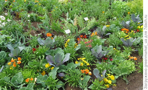 смешанные посадки