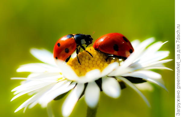 биологический метод