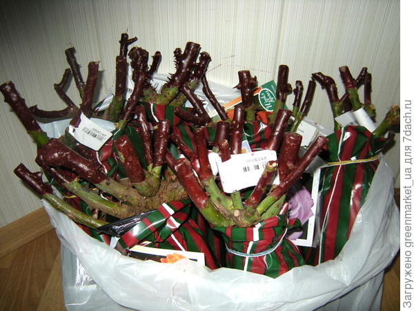 Саженцы роз