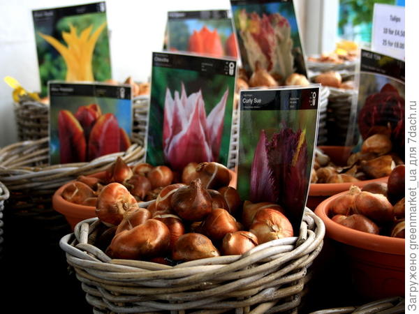 Луковичные