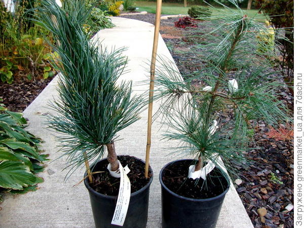 Хвойные растения