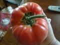 это помидор сорт &quot; Абрикос&quot; (пушистик)