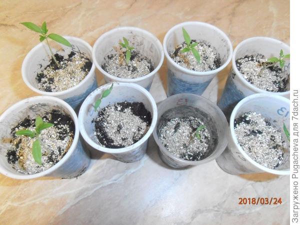 так томатики выглядят сейчас.