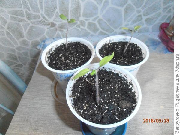рассада с подсветкой