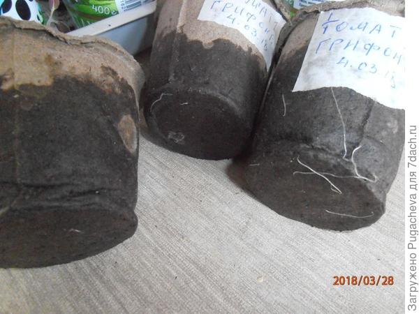 горшочки в вылезшими наружу корешками
