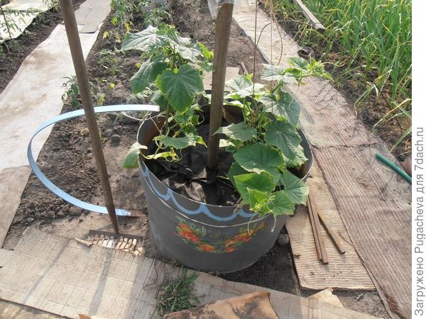 Так выглядели &amp;quot;грядки&amp;quot;