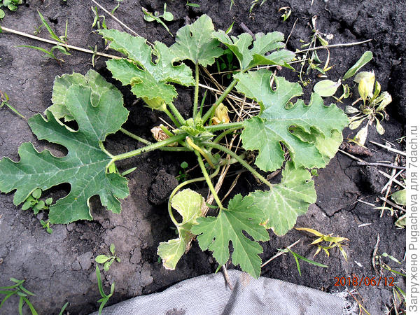 четвёртый кустик