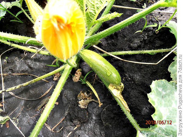 завязь на втором кусте