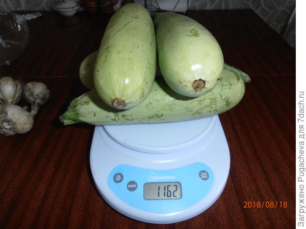 общий вид кустов