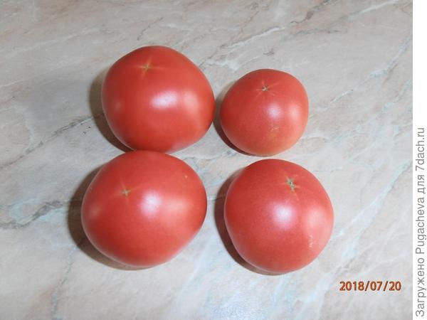 первые помидорчики