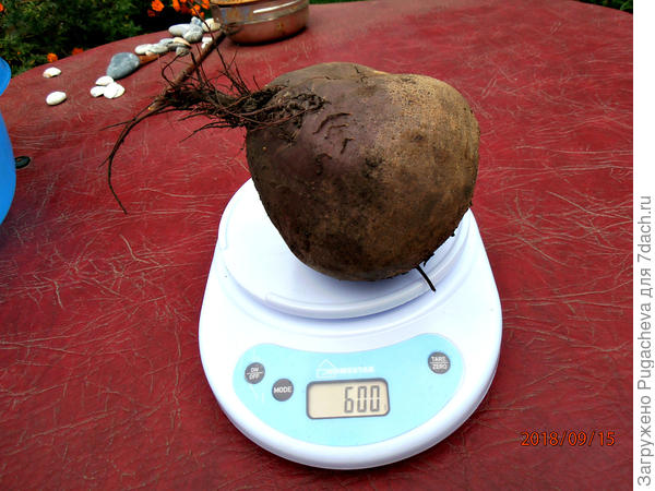 самая большая 600гр.