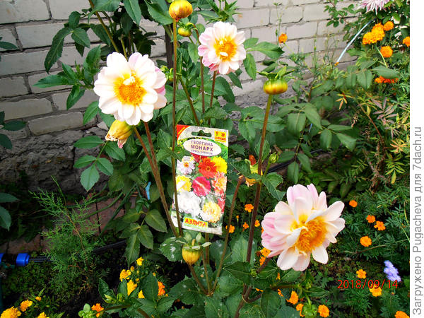 Весёлые ребята