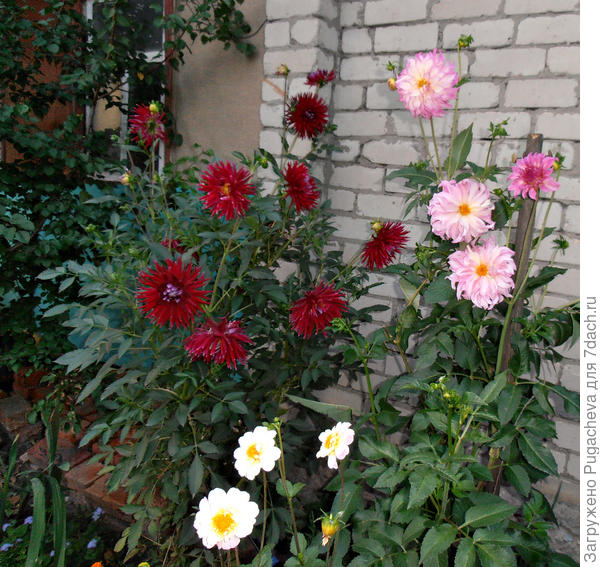 Георгины на любой вкус