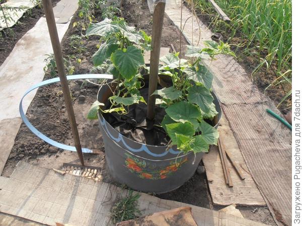 Бочка для огурцов