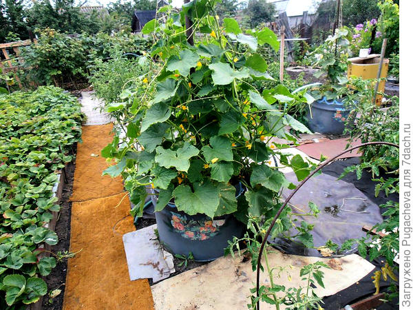 Огурчики прекрасно себя чувствуют