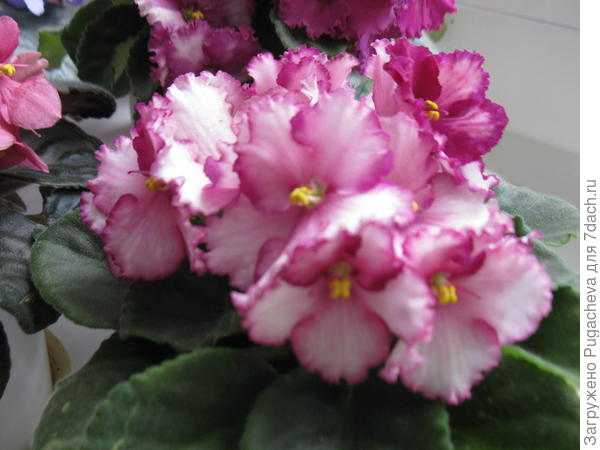 Для хорошего настроения!