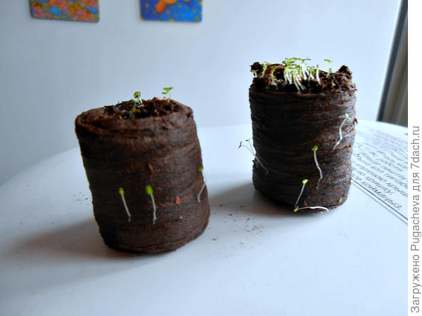 Вылезшие где попало лобелии.