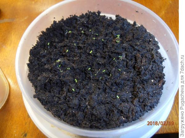 Рассаженные лобелии малютки.