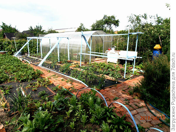 Вот наша кормилица