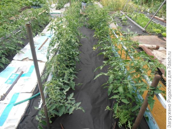 На дворе 3 июля,а меня только цветут томаты