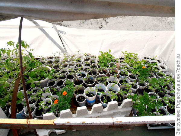 Расставила рассаду