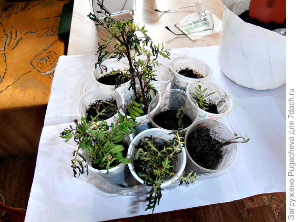 ...даже бархатцы погибли