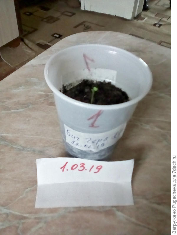 1.03. первый росток перчика