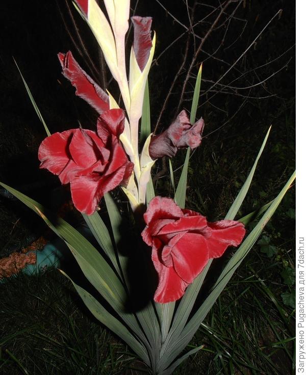гладиолусы
