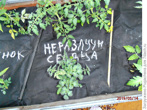 томаты повалились