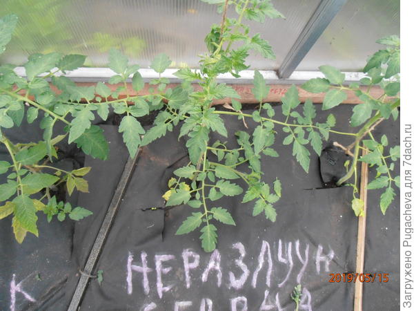 подвязка томатов