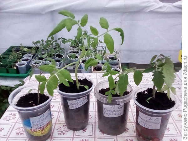 4 переваленых стак.