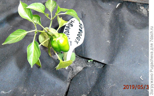 Шоколадный хоровод в ОГ без формирования