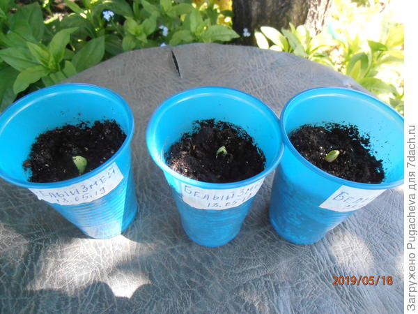 дружные всходы