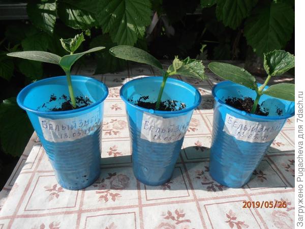 первые листочки