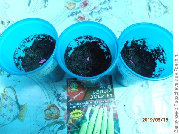 посев огурчиков