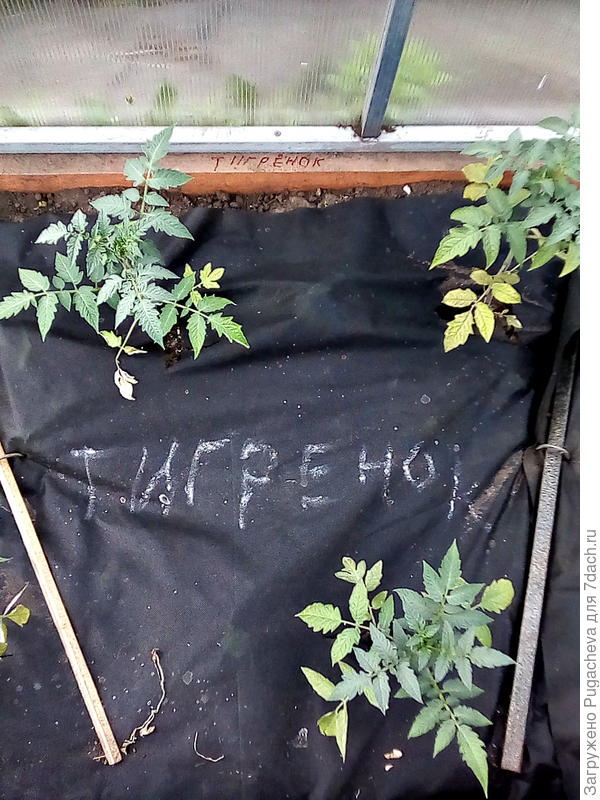 готовые грядки