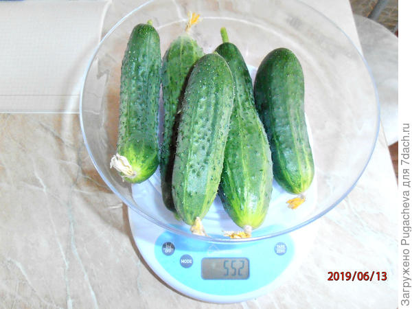 Первенцы кучкой