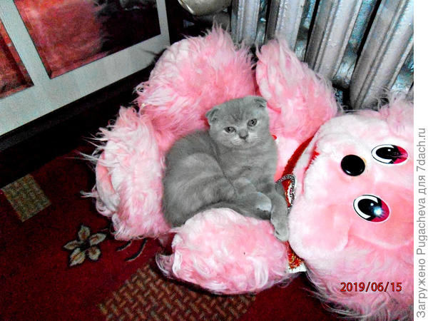 Теперь наша Сонечка.