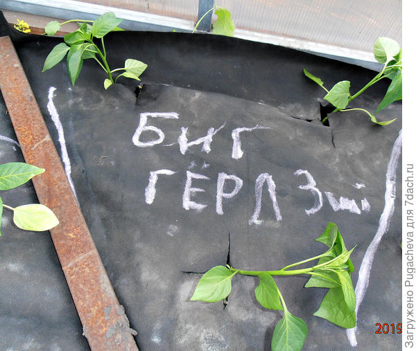 Высаженые перчики