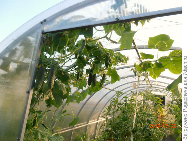 ....и спустя месяц уже под потолком.но урожай не меняется.