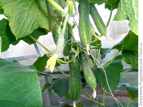 снимок 22.06.19.