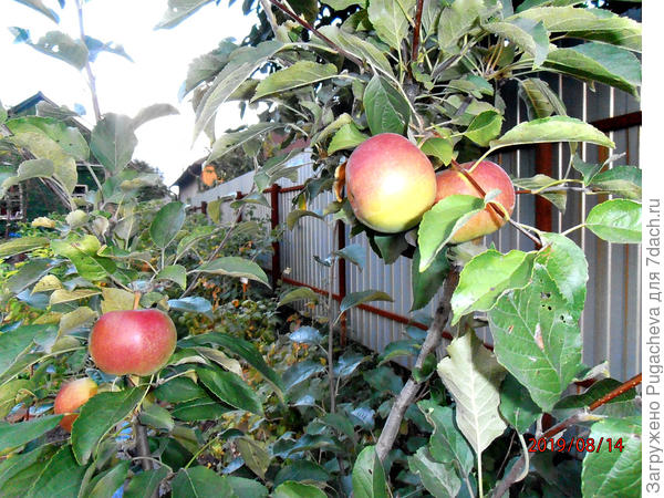 Молодая яблонька Мельба