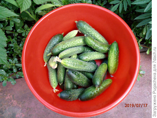 ...а теперь пойдём в лукошко