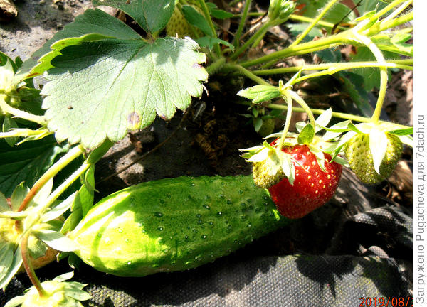 ...клубничка-красавица