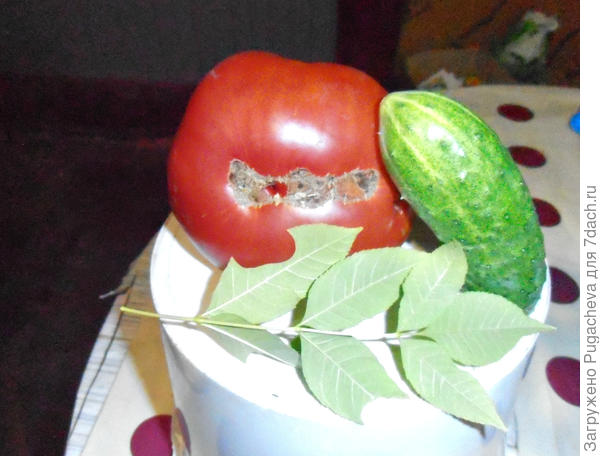 Куражок куражится