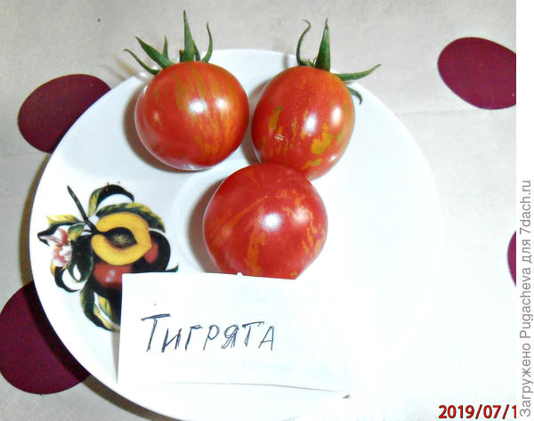 ...сорванные первенцы