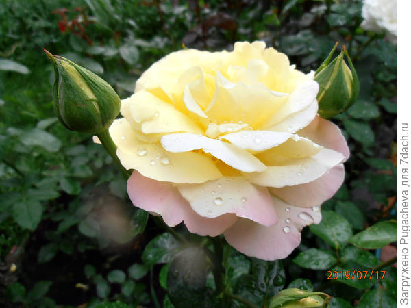 Нежная красавица